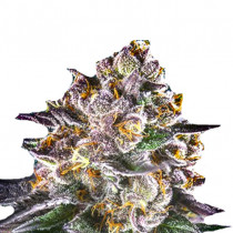 Strawberry Banana 