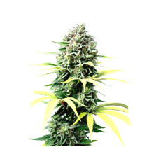 Strawberry Banana Cheese