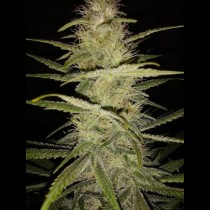 Strawberry Amnesia