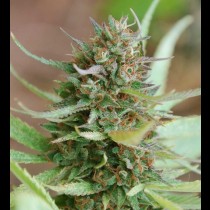 Strawberry Blue