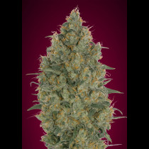 Strawberry Gum 