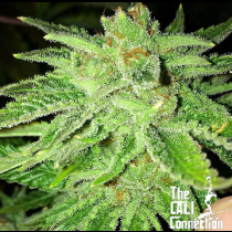 Strawberry OG