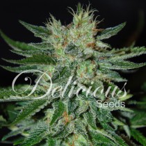 Sugar Black Rose Delicious Seeds