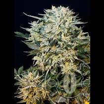 Sugar Gom autoflo