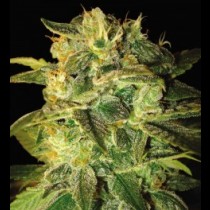 Sugar mango ryder 