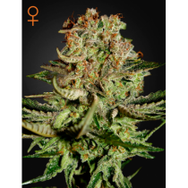 Super Bud