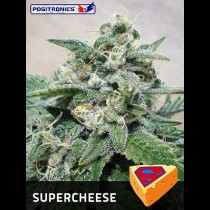 Super Cheese Strain | Positronics