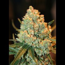 Super Silver Haze seeds
