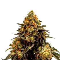 Super Skunk Auto