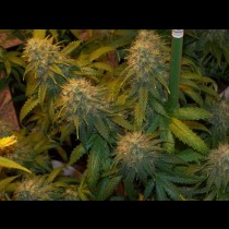 Super Skunk Bulk Seeds