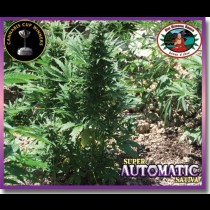 Super Automatic Sativa