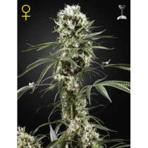 Super Lemon Haze