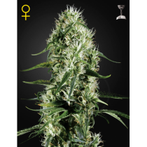 Super Silver Haze