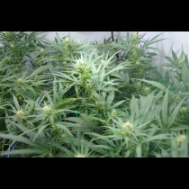 Super Silver Haze Mr Nice