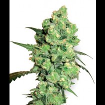Super Skunk