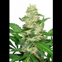 Super Skunk Auto