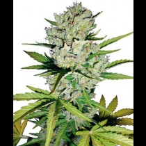Super Skunk Automatic