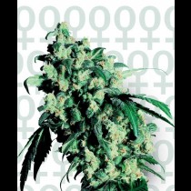 Super Skunk 