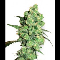Super Skunk White Label