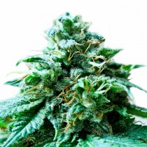 Suberb OG