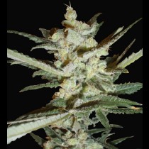 Supersonic cristal storm