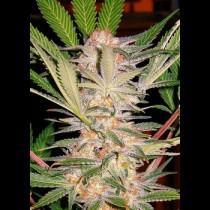 Sweet Afgani Delicious