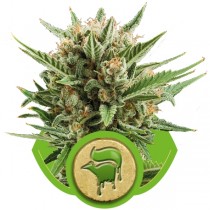 sweet-skunk-automatic