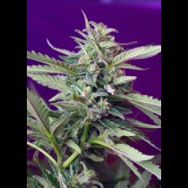 Sweet Afgani Delicious Auto