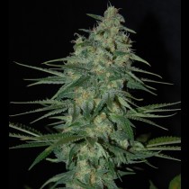Sweet black angel Cannabis