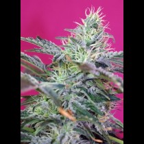 Sweet Cheese Auto