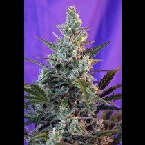 Sweet Skunk Auto