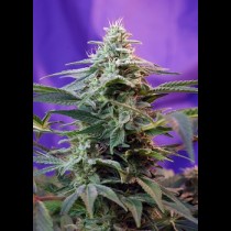 Sweet Special Auto