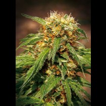 sweet thai cannabis seeds
