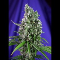 Sweet Trainwreck Auto