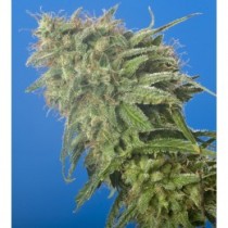 Swiss Cheese Nirvana Seeds