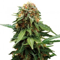 Tangerine Dream cannabis