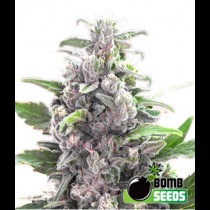 THC Bomb