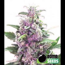 THC Bomb Auto