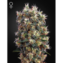 The Church GREENHOUSE SEEDS
