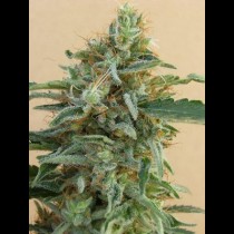 Tikal Ace Seeds