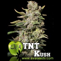 TNT Kush Eva Seeds