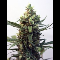 Toxic Ripper Seeds