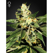 TrainWreck