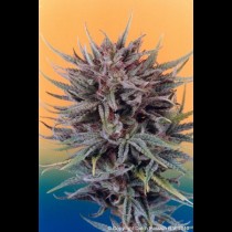 Trance Feminized