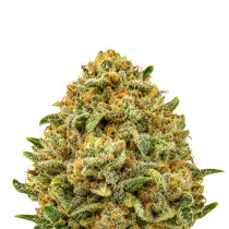 Tropicana Punch