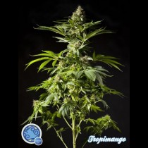 Tropimango