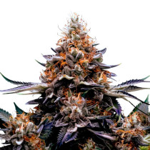 Truffles cannabis