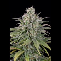 Uk Cheese Auto