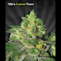 Ultra Lemon Haze