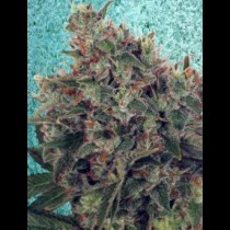 Ultra White Amnesia